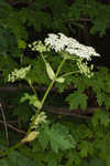 Common cowparsnip